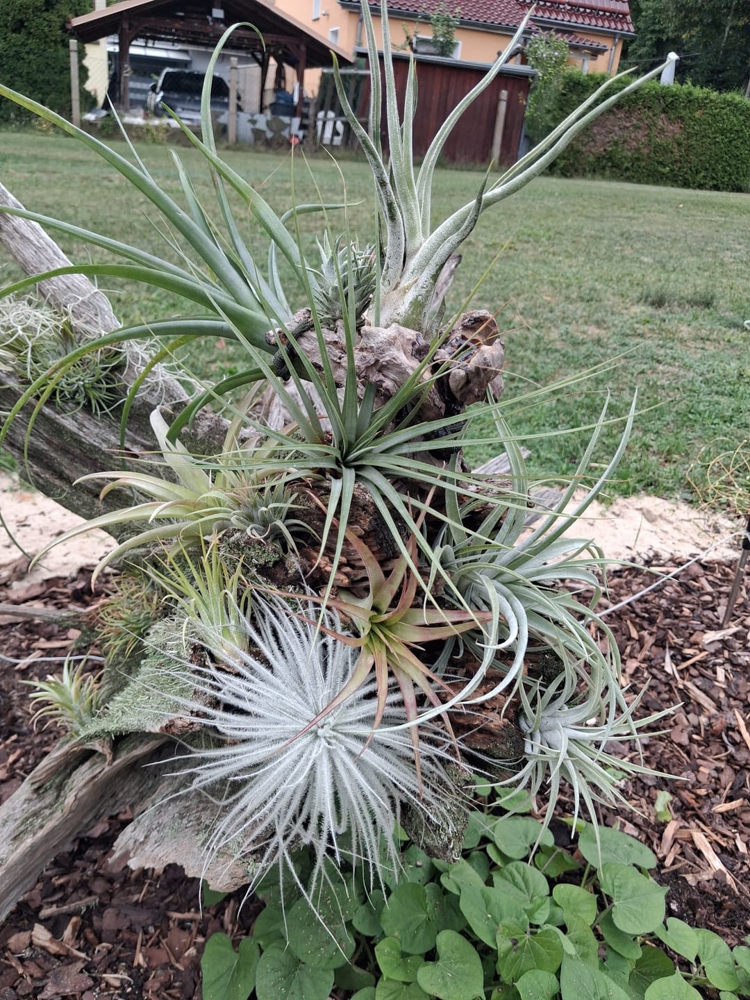 Customer photo review of Tillandsia fasciculata