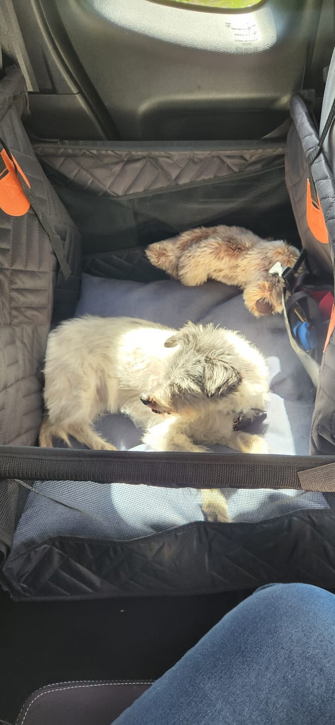 Customer photo review of Marlo&Co™ Single Travel Seat