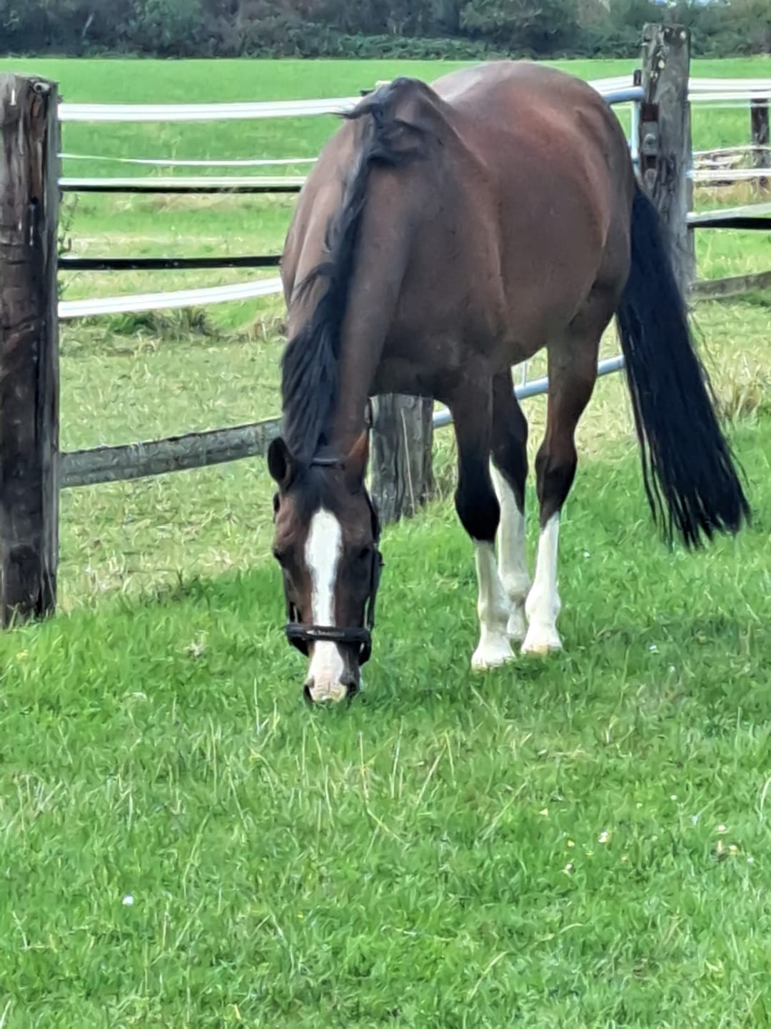 Customer photo review of Sellerie Chips
