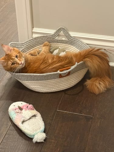 Customer's orange cat napping comfortably in the grey and white Instinct Basket, with a unicorn slipper nearby.