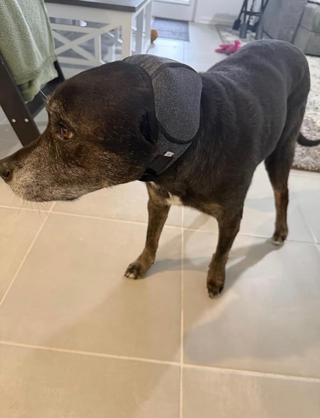 Customer photo review of Noise Protection Ear Muffs