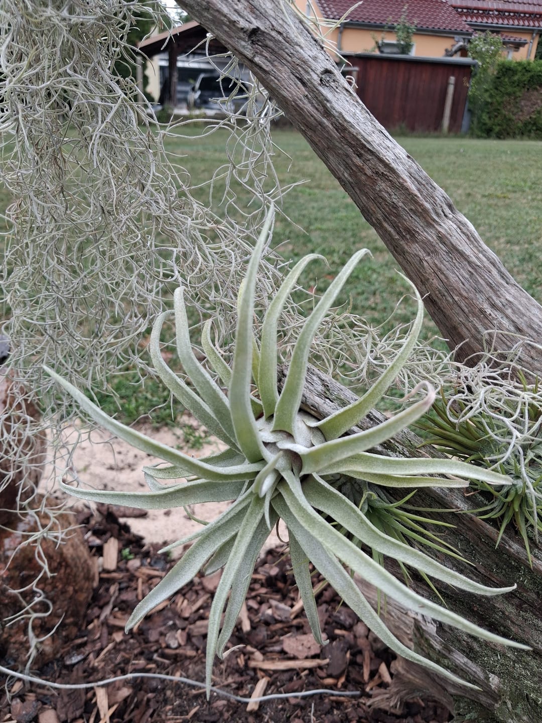 Customer photo review of Tillandsia vanhyningii