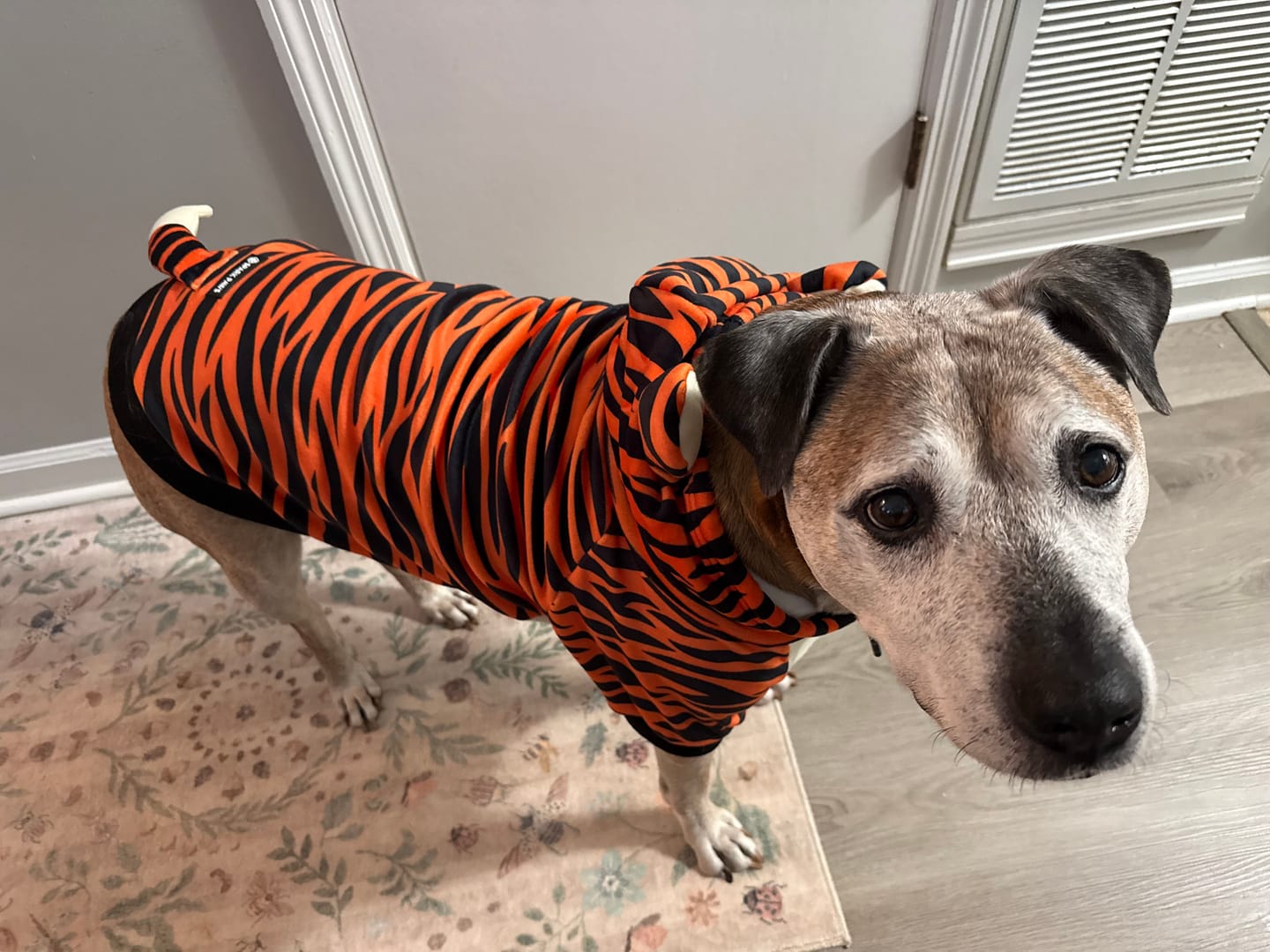 Customer photo review of Halloween Dog Hoodie - Tiger