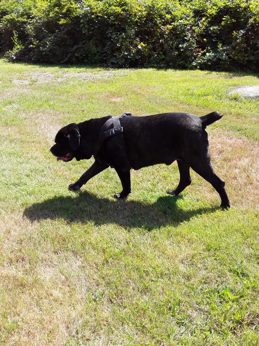 Customer photo review of Dog WALK-EASY™ Advanced Hip & Joint Pain Remedy