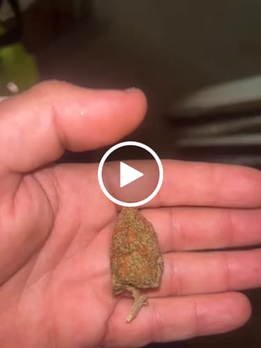 Customer video review of CBD ~14-18% Flower Amnesia Hydro