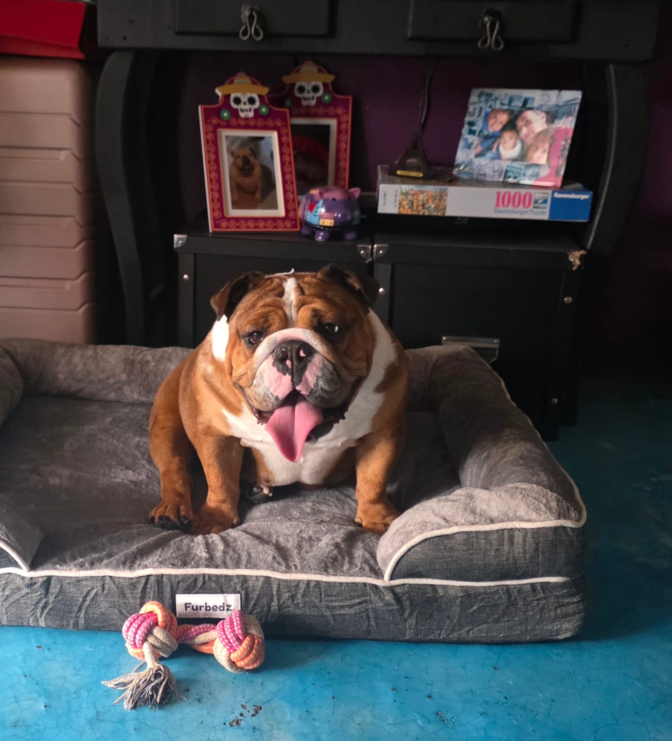Customer photo review of Cama Ortopédica para Perros