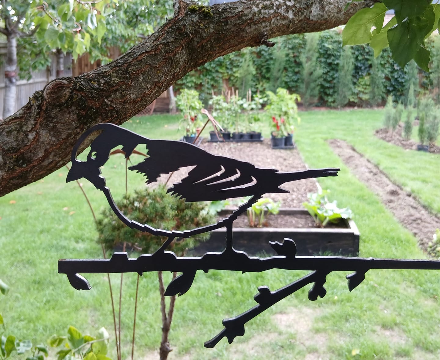 Customer photo review of House Sparrow