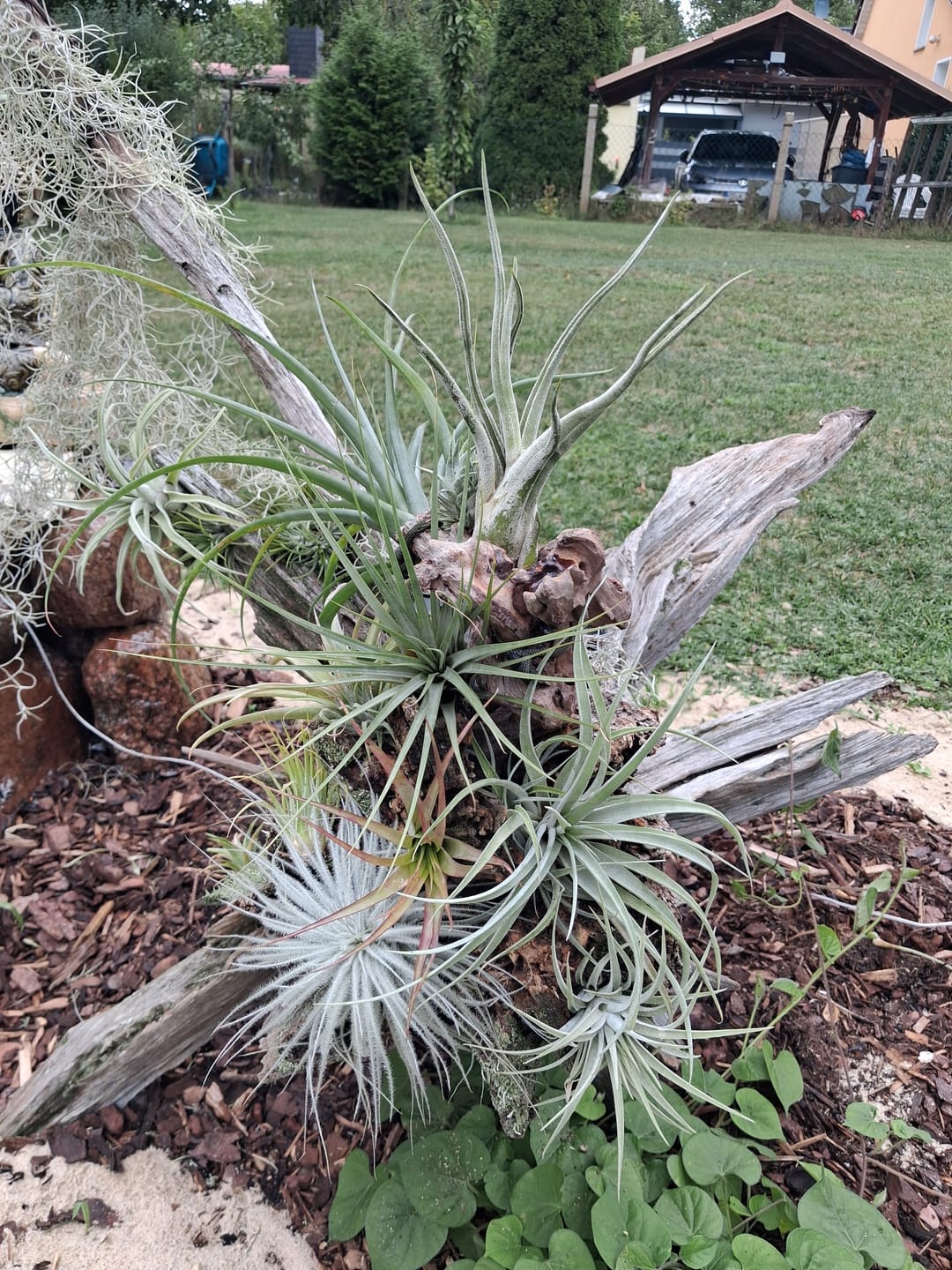 Customer photo review of Tillandsia kammii