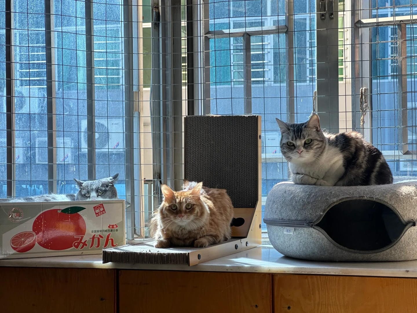 Customer photo review of Donut Tunnel Cat Bed