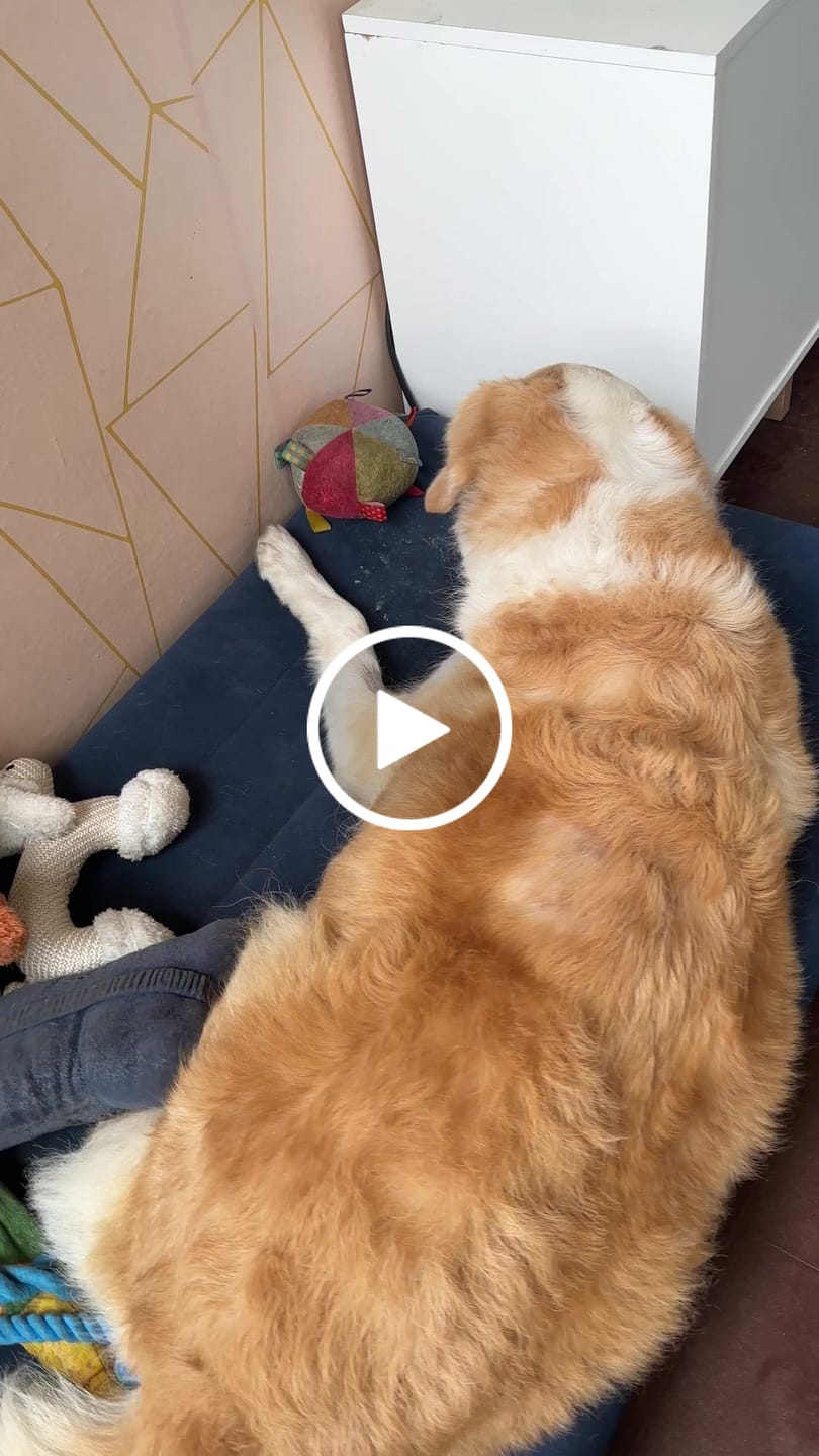 Customer video review of 3x2 Barker Bones Small