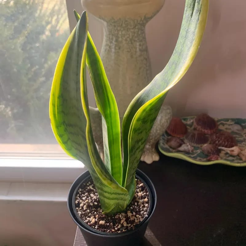 Customer photo review of Snake Plant in a 4.5” nursery, Air purifying plant, Best indoor air purifier, Low light houseplant, Sansevieria plant, Easy care houseplant