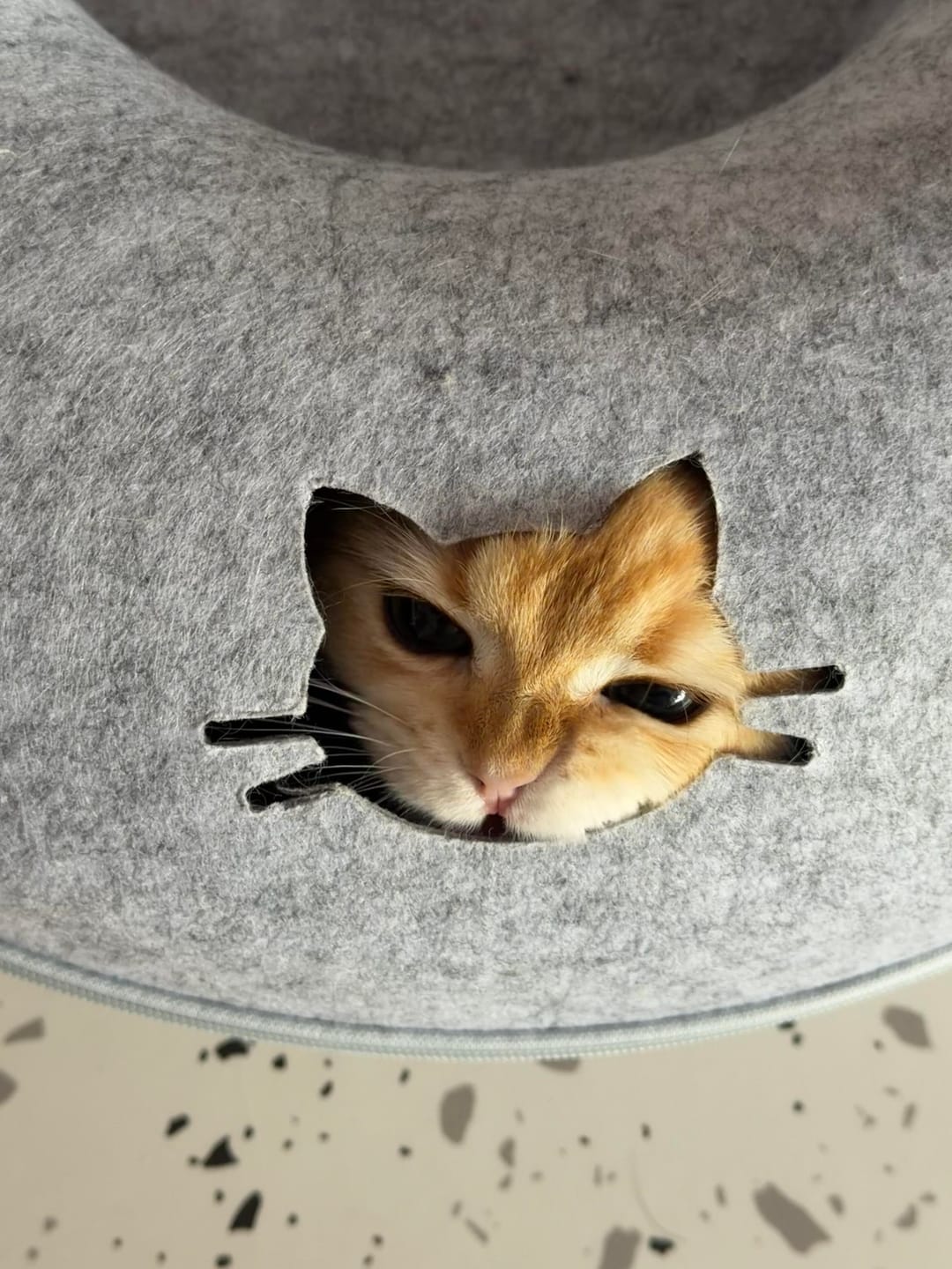 Customer photo review of Donut Tunnel Cat Bed