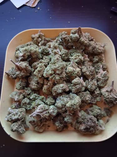 Customer's Silver Kush High Grade Flower buds spread across a shallow yellow tray.