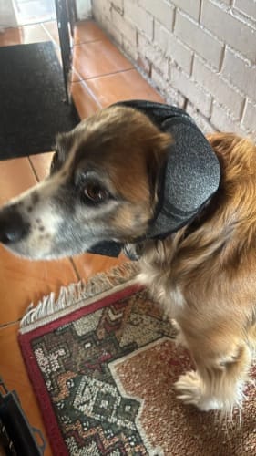 Customer photo review of PawEase™ Calming Ear Wrap