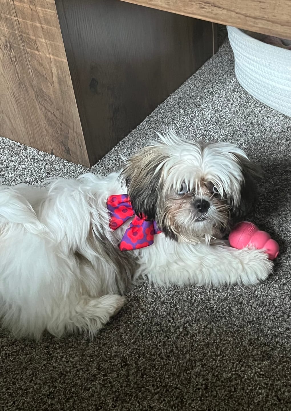 Customer photo review of Mon Chéri - Dog Sailor Bowtie