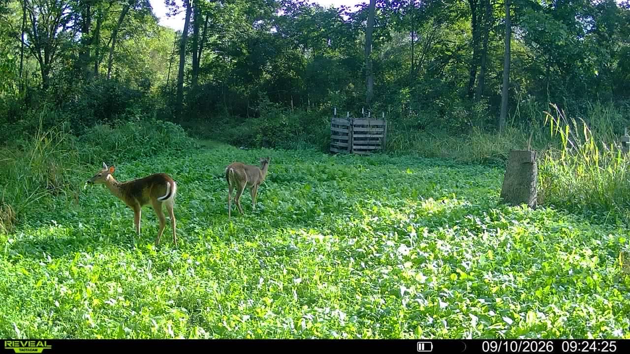 Customer photo review of Sugar Momma™ Food Plot Seed