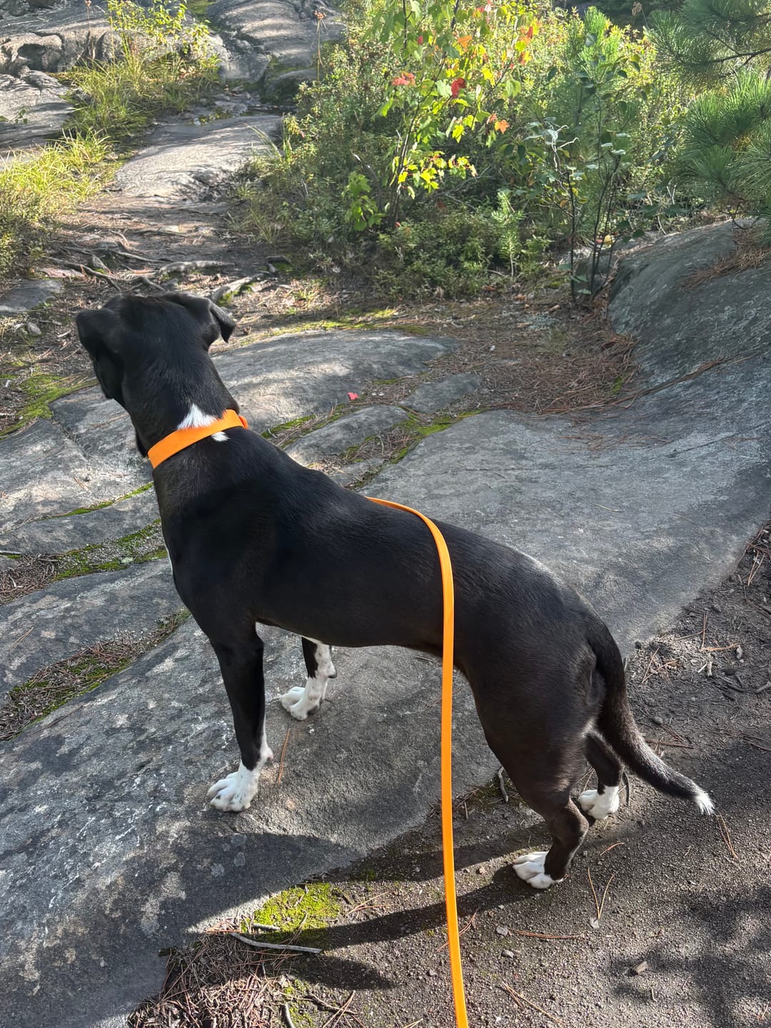 Customer photo review of Tangerine - Classic Biothane Dog Collar