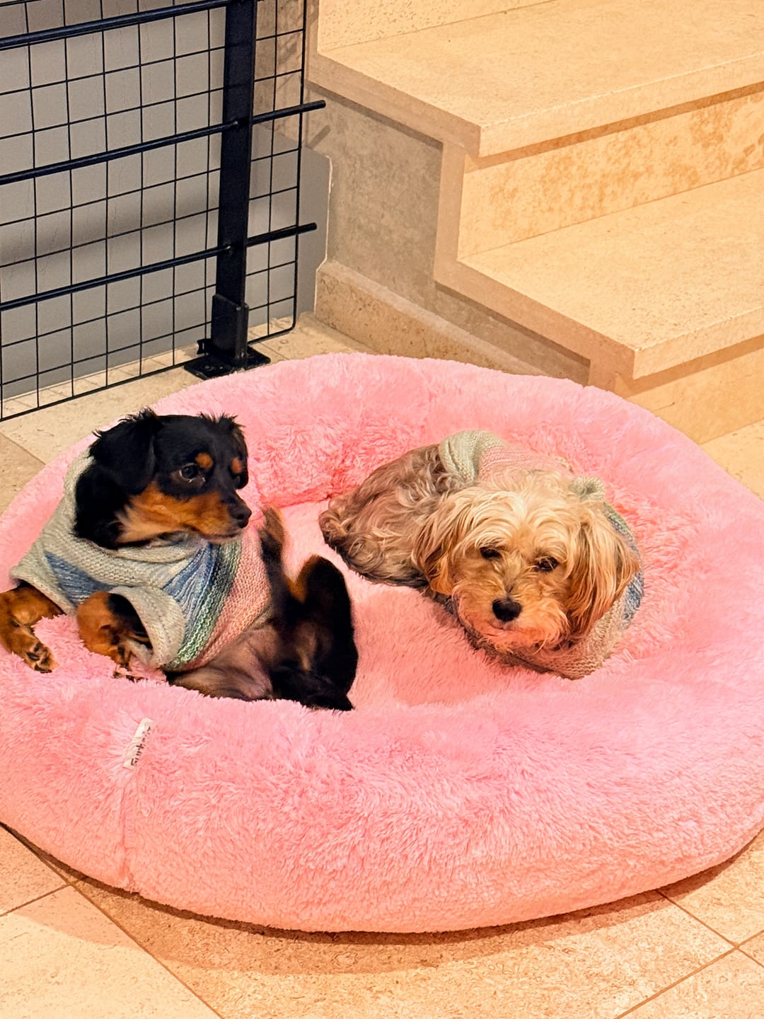 Customer photo review of Funda Original para Cama Antiestrés para Perros