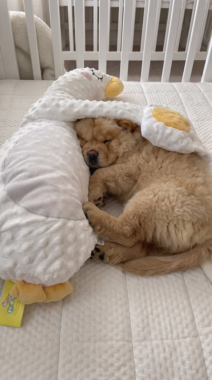 Customer photo review of Peluche relajante para perros