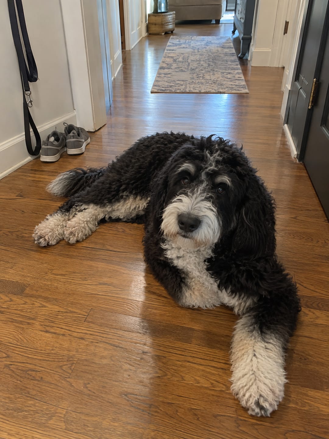 Customer photo review of Liquid Collagen for Dogs by Pupdrops