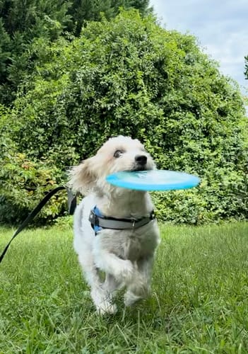Customer's dog wearing a blue Dogshood Ergonomic Harness while holding a frisbee in a grassy backyard.