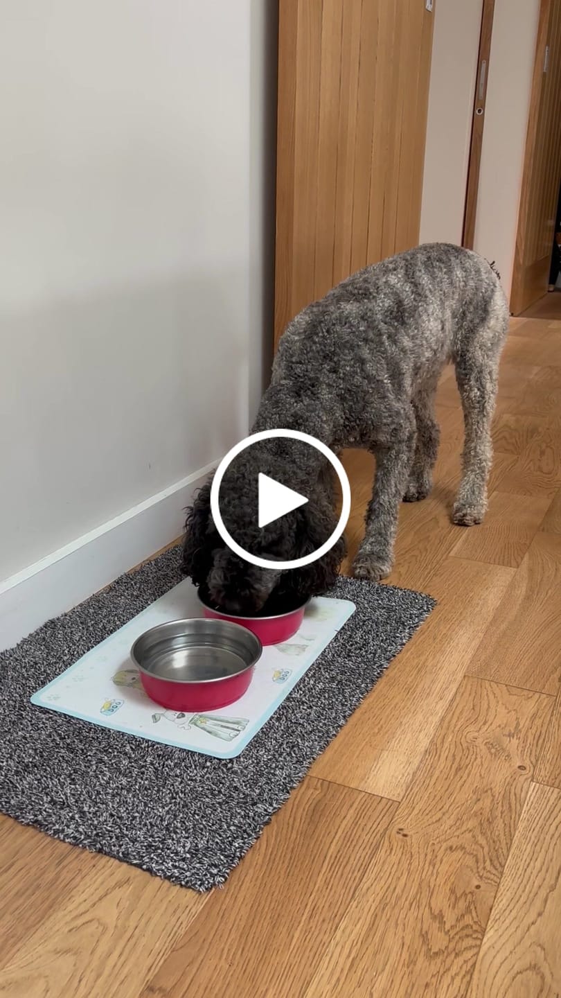 Customer video review of Welsh Lamb Dry Food