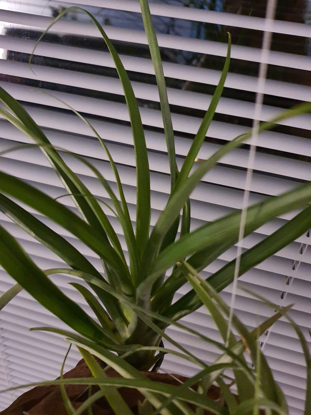 Customer photo review of Tillandsia flabellata 'L'