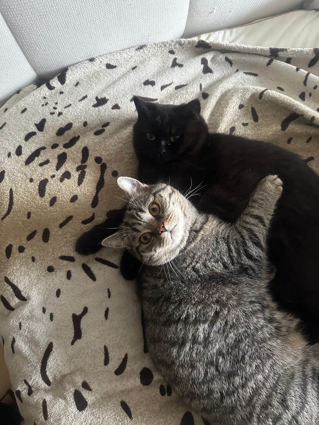 Customer photo review of Katzenklo Schaufel