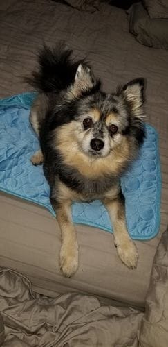 Customer photo review of Cooling Mat