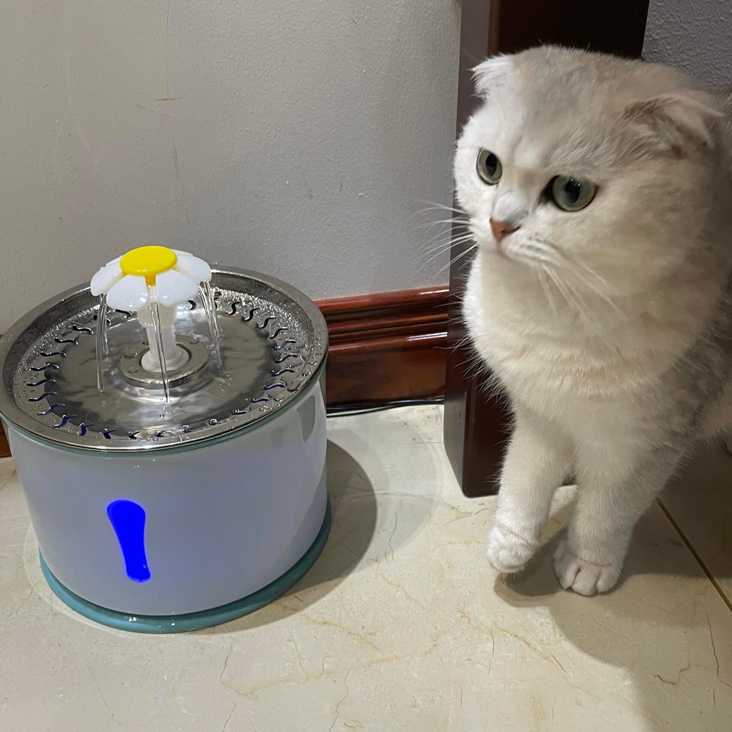 Customer photo review of Pawtique BloomFlow™ 2.4L Stainless Steel Pet Fountain