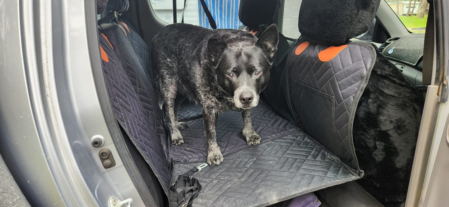 Customer photo review of Happy Hound - Back Seat Dog Cover 50% OFF NOW 🔥