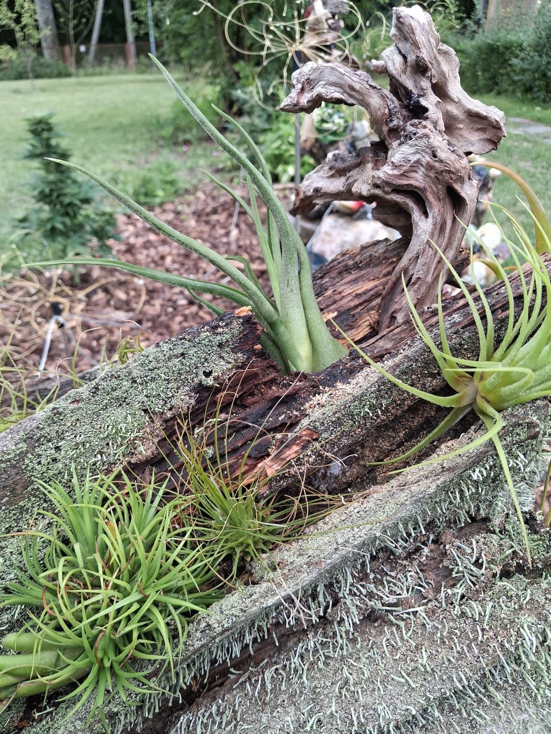 Customer photo review of Tillandsia Ionantha 'fuego' - Pulk