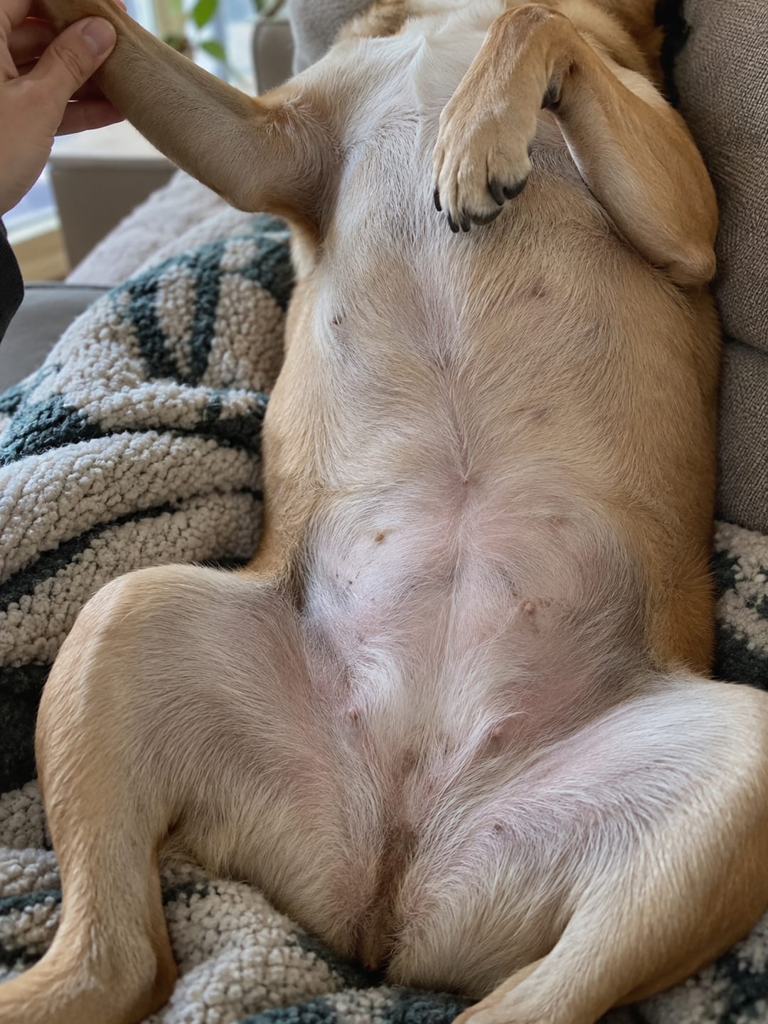 Customer photo review of Liquid Collagen for Dogs by Pupdrops