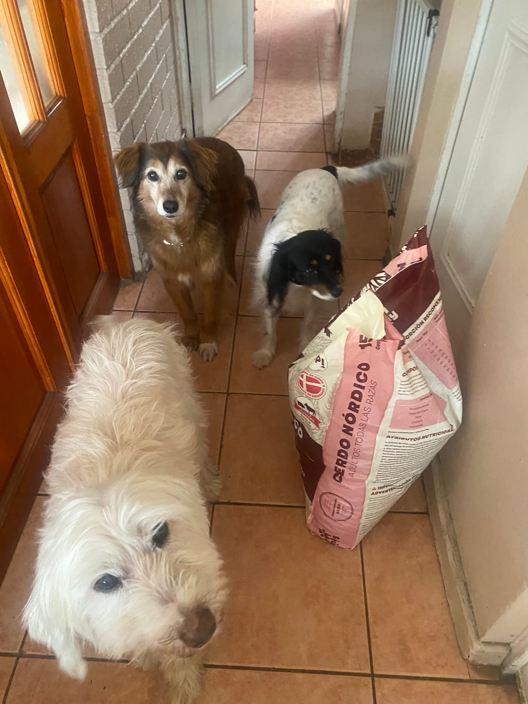 Customer photo review of PetFamily Foods Cerdo Nordico