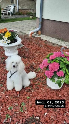 Reviewer's fluffy white poodle posing in a garden next to potted flowers after using Hundeshampoo Easy Clean.
