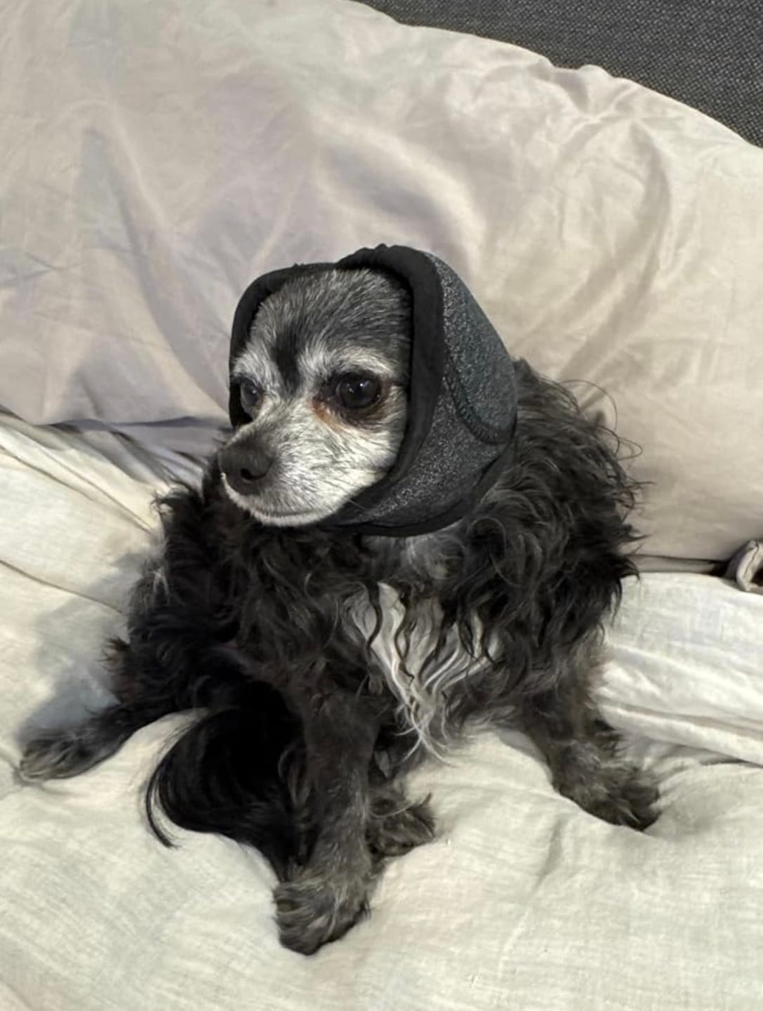 Customer photo review of Noise Protection Ear Muffs