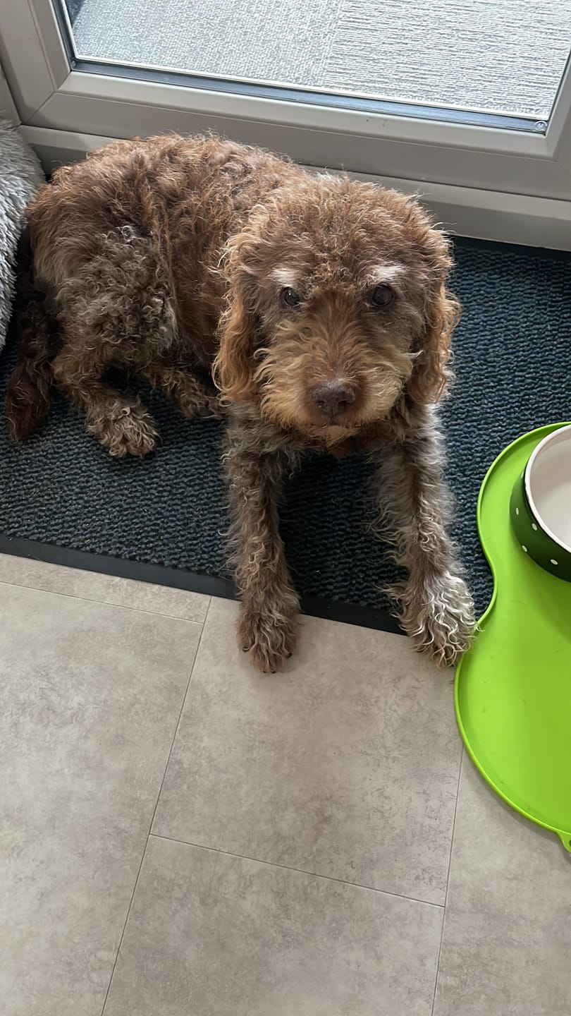 Customer photo review of Canagan Grass Fed Lamb Grain Free Dog Food