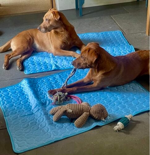 Customer photo review of Cooling Mat