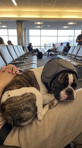 Customer photo review of PawEase™ Calming Ear Wrap
