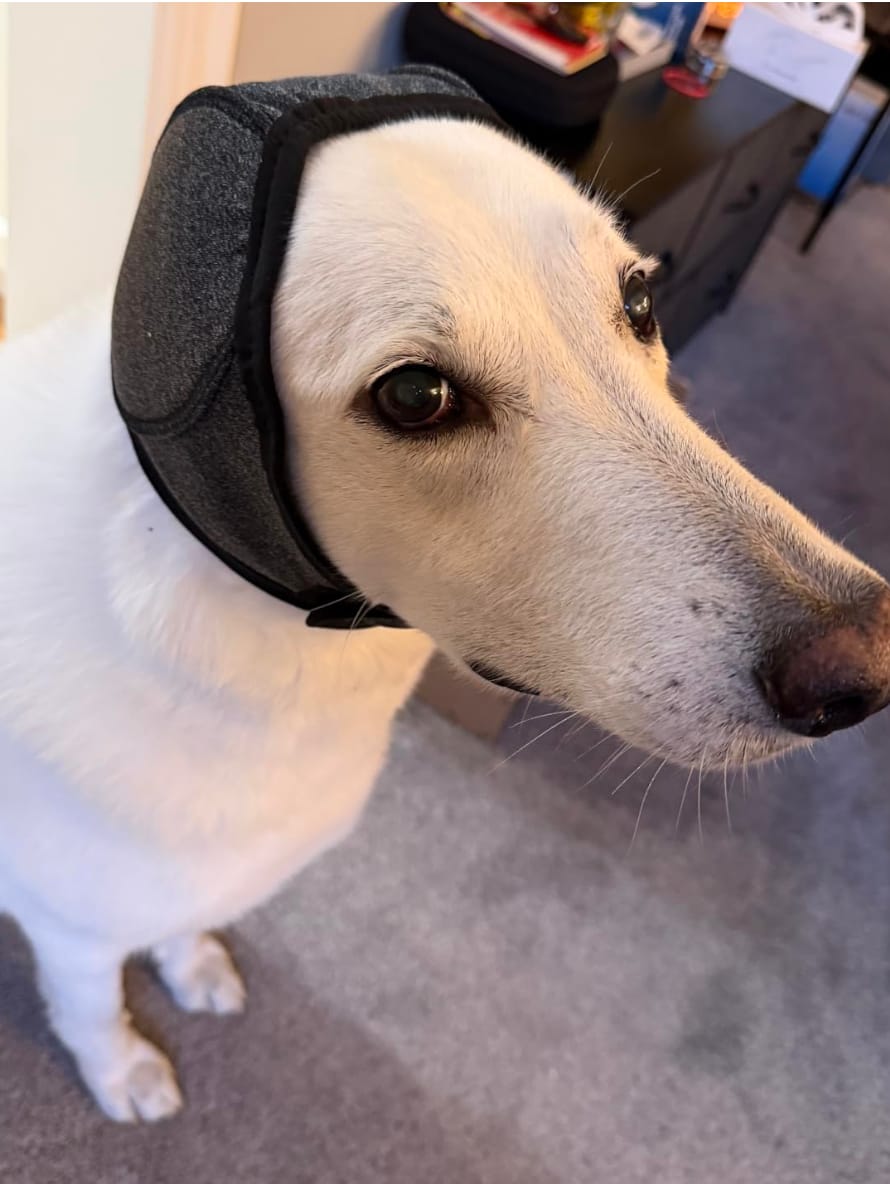 Customer photo review of Noise Protection Ear Muffs