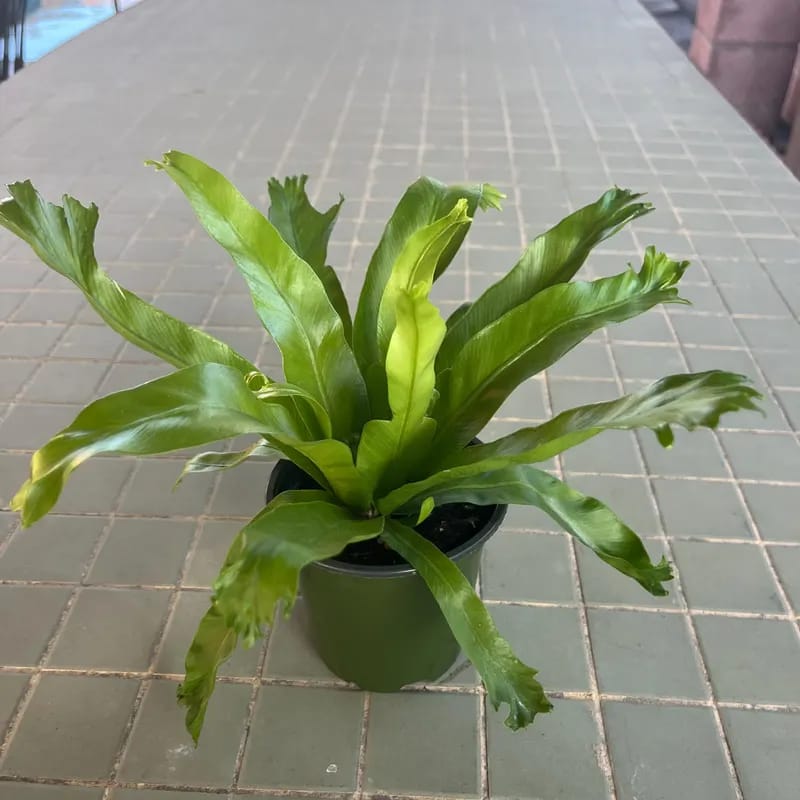 Customer photo review of Bird Nest Fern 4” Grow Pot - Asplenium Nidus Victoria - Wavy Leaves Fern Indoor and Outdoor - Air Purifier Plants - Gift Plant