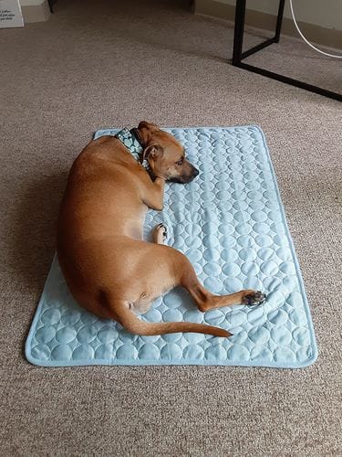 Customer photo review of Cooling Mat