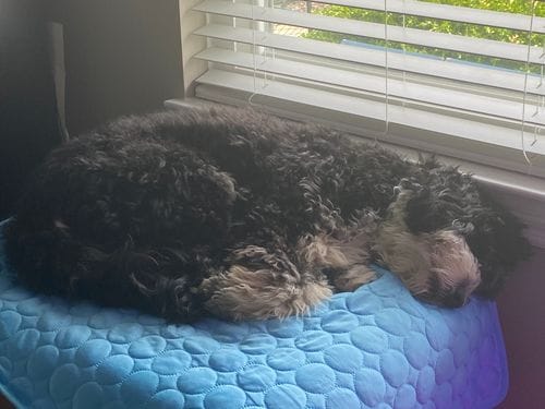 Customer photo review of Cooling Mat