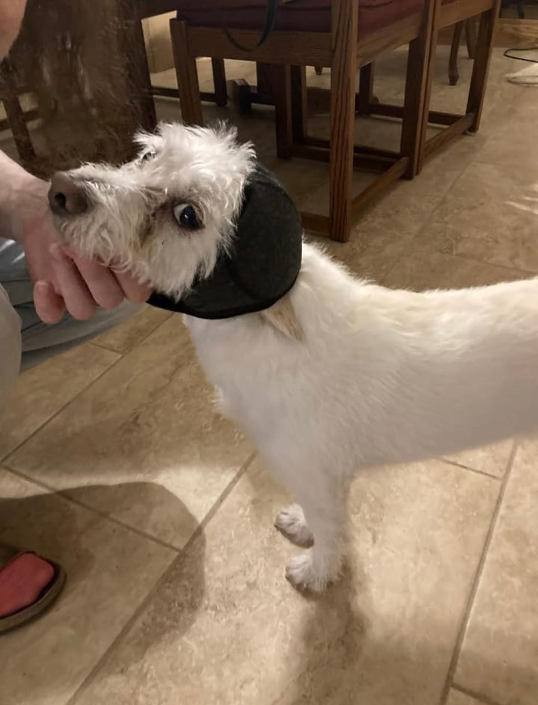 Customer photo review of Noise Protection Ear Muffs