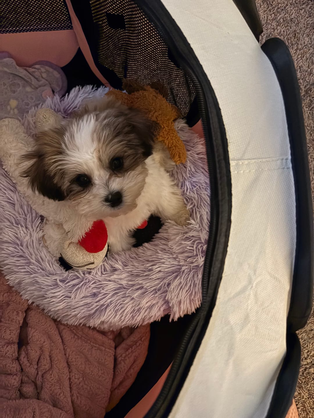 Customer photo review of 6 Inch Standard Bully Stick
