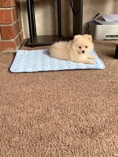 Customer photo review of Cooling Mat
