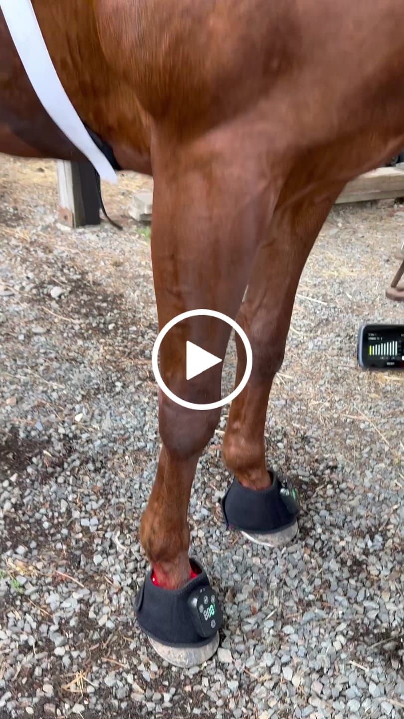 Customer video review of HorseHalo™ HaloLegs Mini