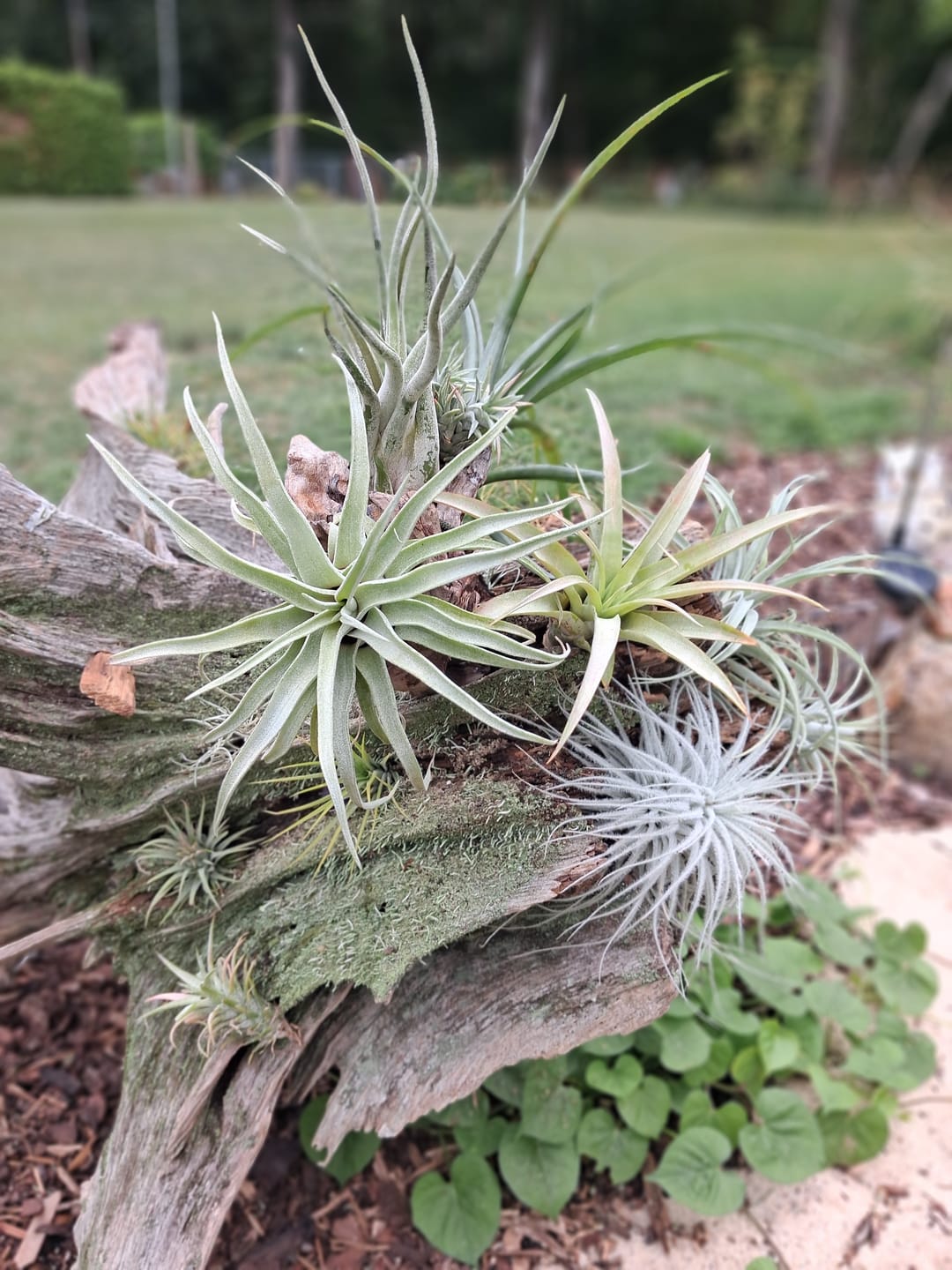 Customer photo review of Tillandsia ionantha 'Red Marble'