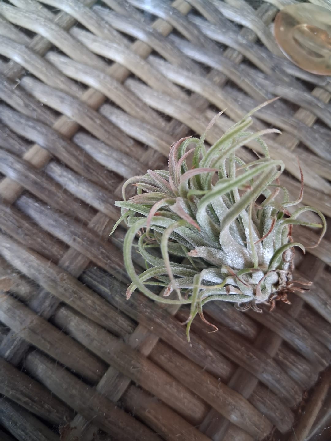 Customer photo review of Tillandsia Ionantha 'druid'