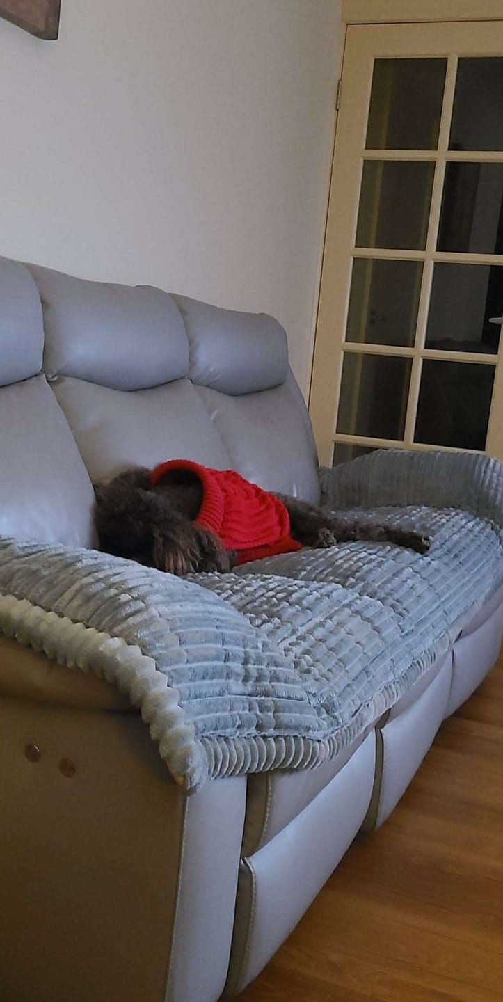 Customer photo review of Cosy Couch - Couch Cover